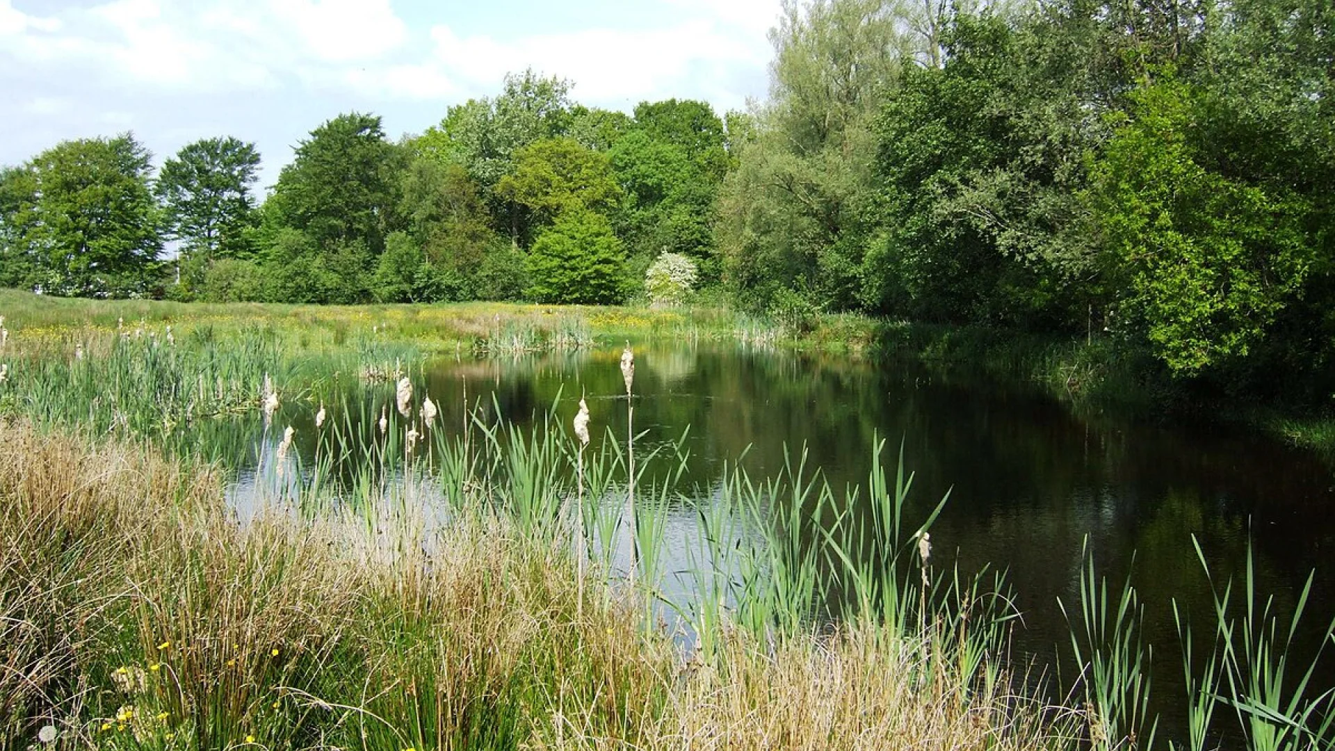 Buitenexcursie: Op ontdekkingstocht in de plantenwereld – leer je leefomgeving (her)kennen