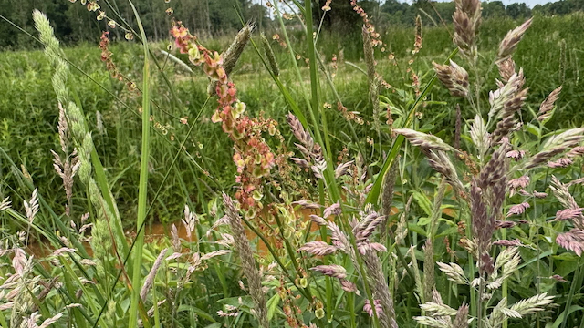 Voeden landschap