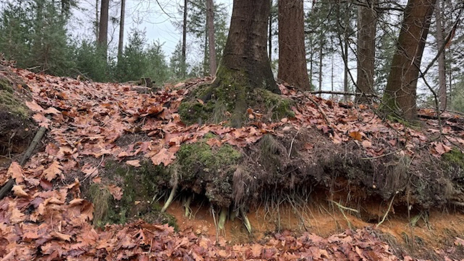 Weefsel van relaties wandeling