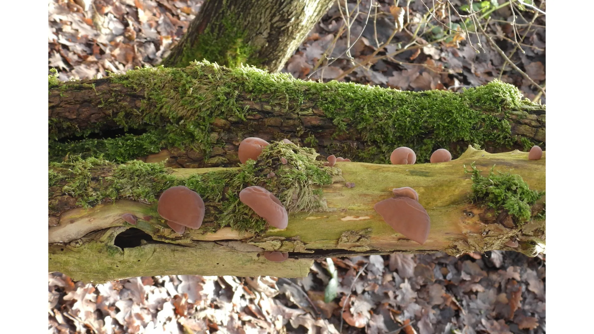 Deel 2 Workshop “Dood hout leeft!”	