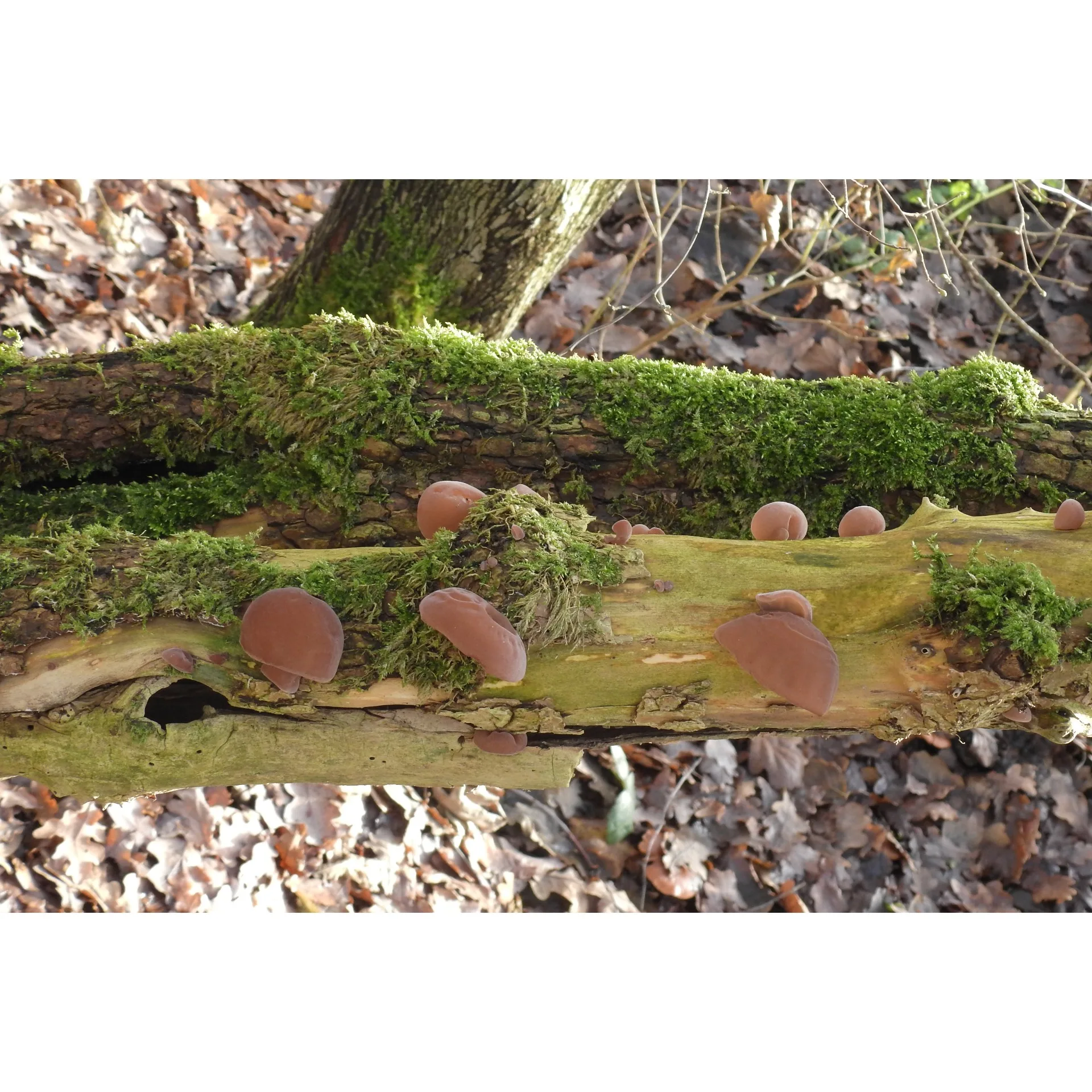 Deel 2 Workshop “Dood hout leeft!”	
