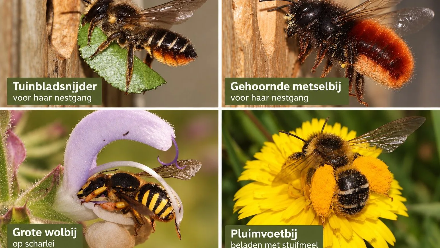 bij Velt Leudal: Lezing " Wilde bijen". Presentatie: Pieter van Breugel, bijenexpert